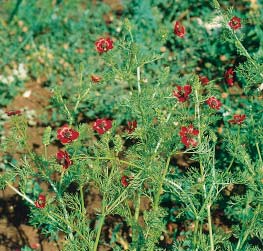 Vrsta Adonis aestivalis L. (FOTO S. BRANA) Card image cap